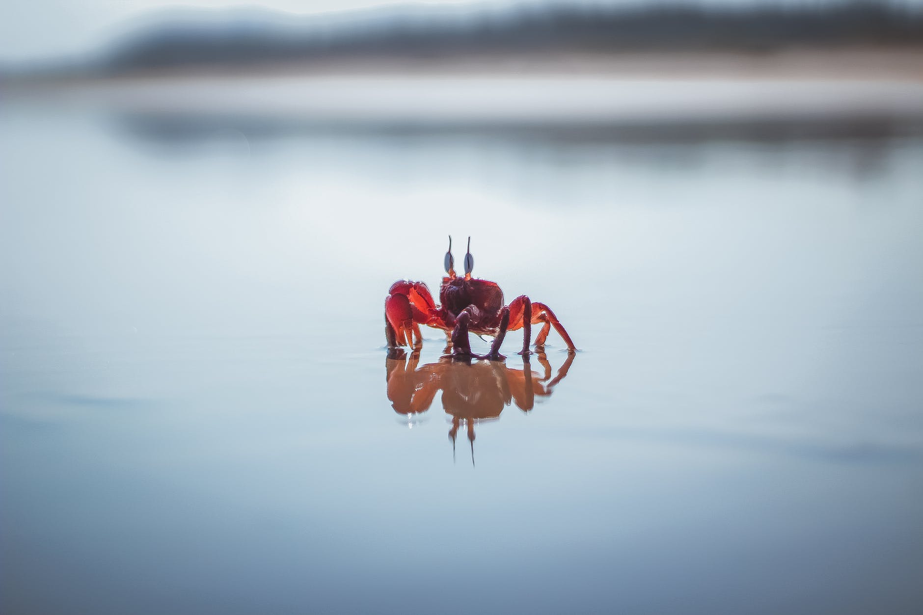 red crab on white water